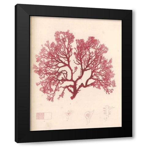 Red Botanical Study I Black Modern Wood Framed Art Print with Double Matting by Poloson, Kimberly