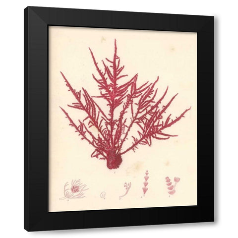 Red Botanical Study II Black Modern Wood Framed Art Print by Poloson, Kimberly
