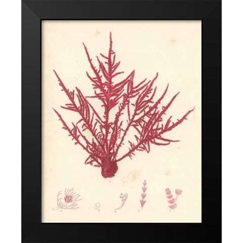 Red Botanical Study II Black Modern Wood Framed Art Print by Poloson, Kimberly