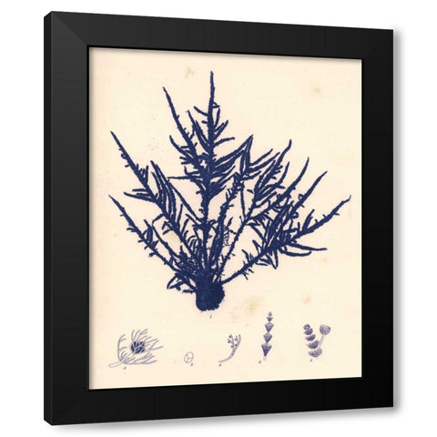 Blue Botanical Study II Black Modern Wood Framed Art Print with Double Matting by Poloson, Kimberly