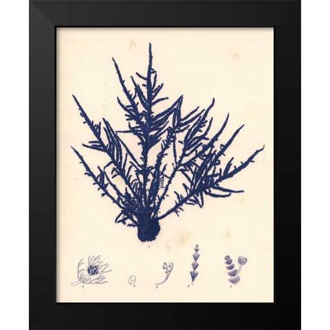 Blue Botanical Study II Black Modern Wood Framed Art Print by Poloson, Kimberly