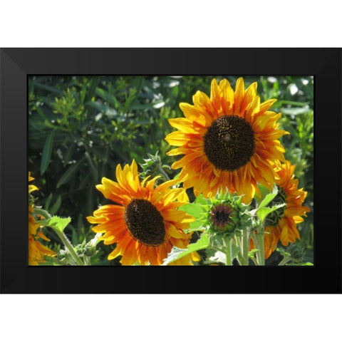 Summer Sunflowers I Black Modern Wood Framed Art Print by Williams, Alex