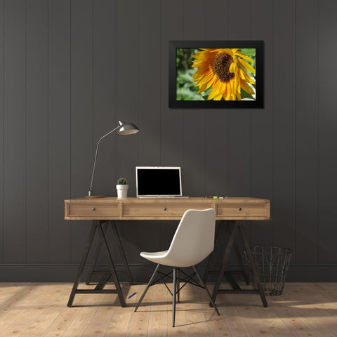 Summer Sunflowers II Black Modern Wood Framed Art Print by Williams, Alex