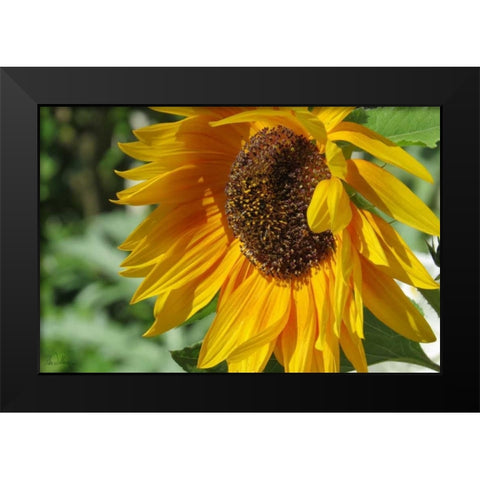 Summer Sunflowers II Black Modern Wood Framed Art Print by Williams, Alex