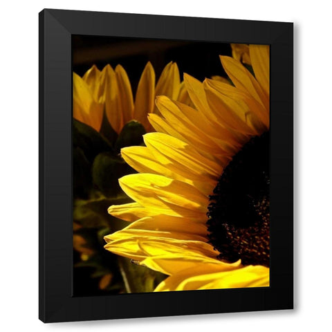 Sunlit Sunflowers I Black Modern Wood Framed Art Print by Burkhart, Monika
