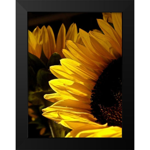 Sunlit Sunflowers I Black Modern Wood Framed Art Print by Burkhart, Monika