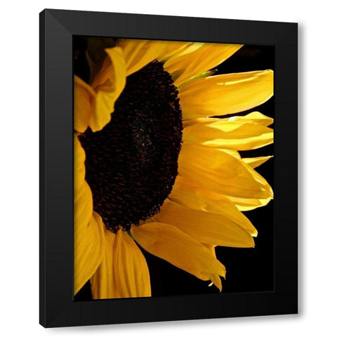 Sunlit Sunflowers II Black Modern Wood Framed Art Print with Double Matting by Burkhart, Monika
