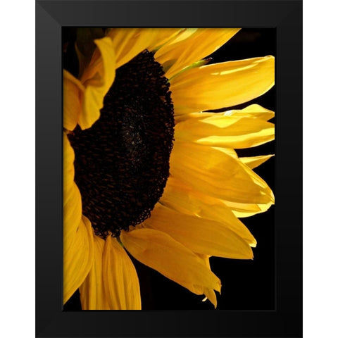 Sunlit Sunflowers II Black Modern Wood Framed Art Print by Burkhart, Monika