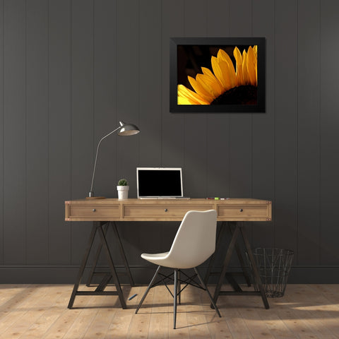 Sunlit Sunflowers III Black Modern Wood Framed Art Print by Burkhart, Monika