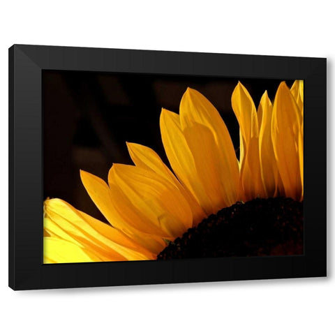 Sunlit Sunflowers III Black Modern Wood Framed Art Print with Double Matting by Burkhart, Monika