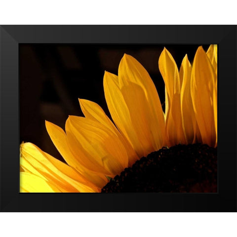 Sunlit Sunflowers III Black Modern Wood Framed Art Print by Burkhart, Monika