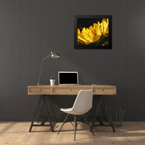 Sunlit Sunflowers IV Black Modern Wood Framed Art Print by Burkhart, Monika