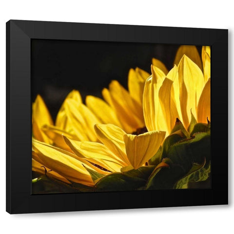 Sunlit Sunflowers IV Black Modern Wood Framed Art Print with Double Matting by Burkhart, Monika