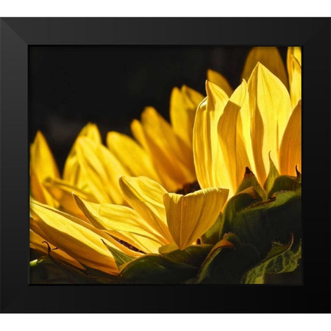 Sunlit Sunflowers IV Black Modern Wood Framed Art Print by Burkhart, Monika