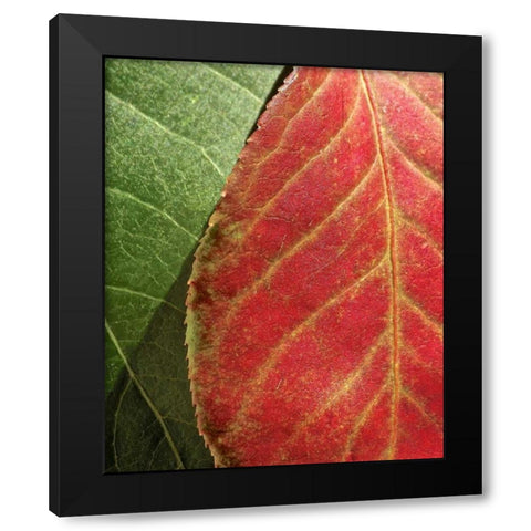 Fall Colors III Black Modern Wood Framed Art Print by Burkhart, Monika