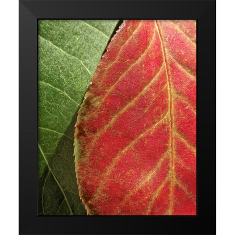 Fall Colors III Black Modern Wood Framed Art Print by Burkhart, Monika