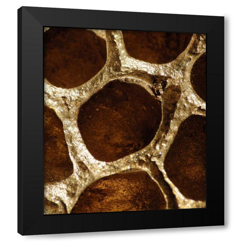 Lotus Pods I Black Modern Wood Framed Art Print by Burkhart, Monika