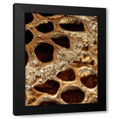 Lotus Pods II Black Modern Wood Framed Art Print with Double Matting by Burkhart, Monika