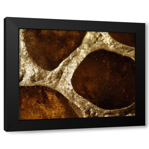 Lotus Pods III Black Modern Wood Framed Art Print with Double Matting by Burkhart, Monika