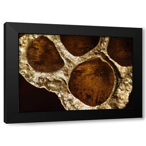 Lotus Pods IV Black Modern Wood Framed Art Print by Burkhart, Monika