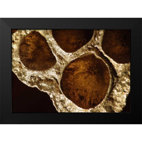Lotus Pods IV Black Modern Wood Framed Art Print by Burkhart, Monika