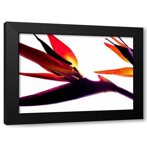 Bird of Paradise I Black Modern Wood Framed Art Print by Burkhart, Monika