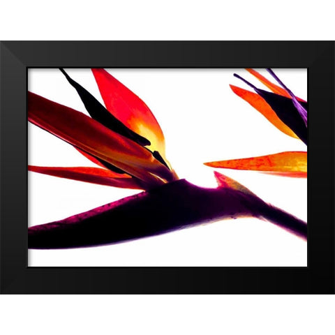 Bird of Paradise I Black Modern Wood Framed Art Print by Burkhart, Monika