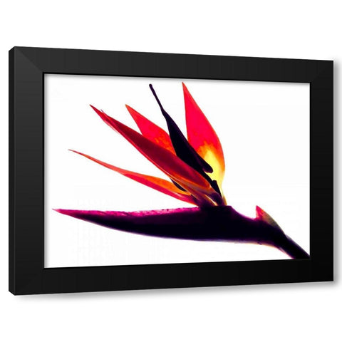 Bird of Paradise II Black Modern Wood Framed Art Print by Burkhart, Monika