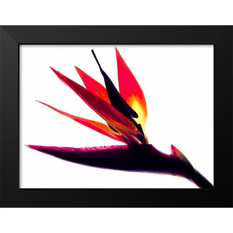 Bird of Paradise II Black Modern Wood Framed Art Print by Burkhart, Monika