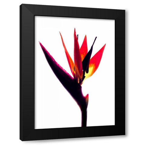 Bird of Paradise III Black Modern Wood Framed Art Print by Burkhart, Monika