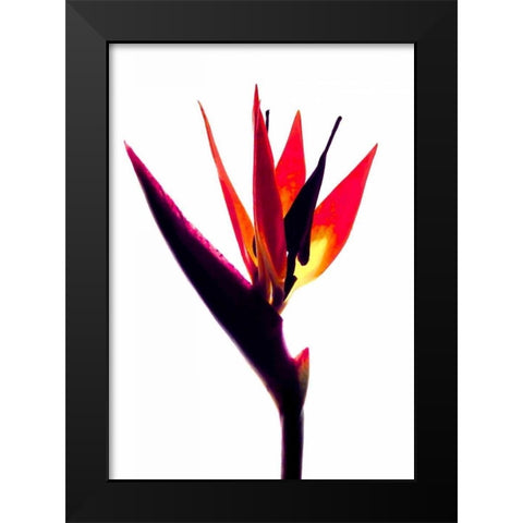 Bird of Paradise III Black Modern Wood Framed Art Print by Burkhart, Monika