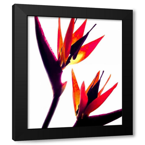 Bird of Paradise IV Black Modern Wood Framed Art Print with Double Matting by Burkhart, Monika