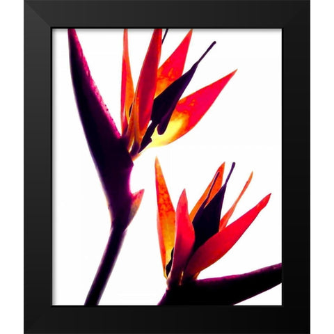 Bird of Paradise IV Black Modern Wood Framed Art Print by Burkhart, Monika