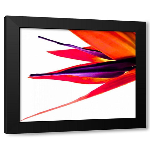 Bird of Paradise V Black Modern Wood Framed Art Print with Double Matting by Burkhart, Monika