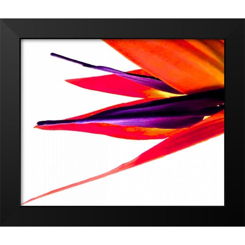 Bird of Paradise V Black Modern Wood Framed Art Print by Burkhart, Monika