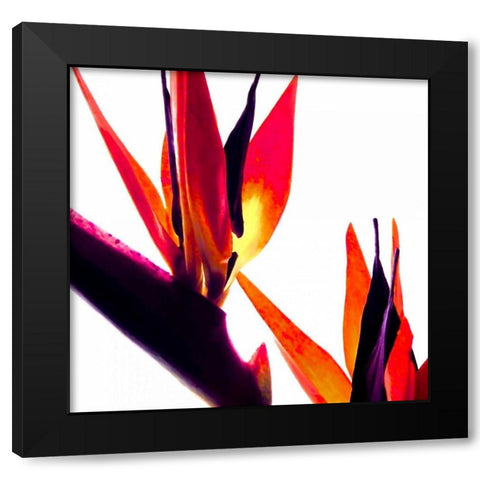 Bird of Paradise VI Black Modern Wood Framed Art Print by Burkhart, Monika