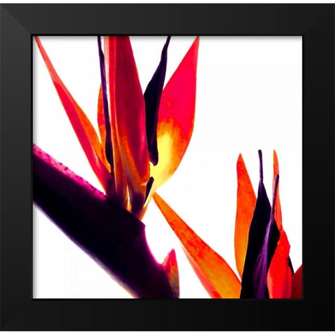 Bird of Paradise VI Black Modern Wood Framed Art Print by Burkhart, Monika