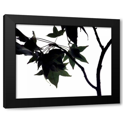 Maple Branch I Black Modern Wood Framed Art Print by Burkhart, Monika