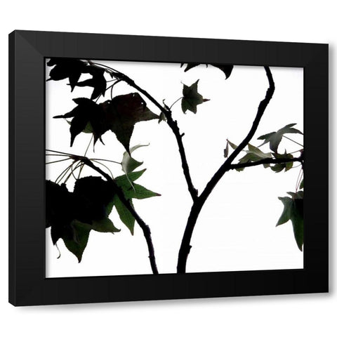 Maple Branch II Black Modern Wood Framed Art Print by Burkhart, Monika