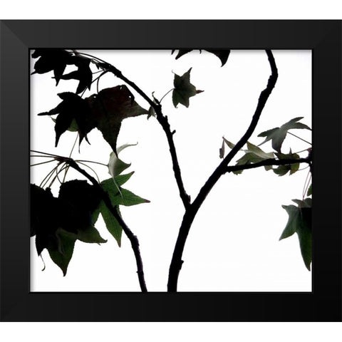 Maple Branch II Black Modern Wood Framed Art Print by Burkhart, Monika