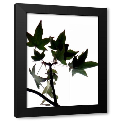 Maple Branch III Black Modern Wood Framed Art Print by Burkhart, Monika