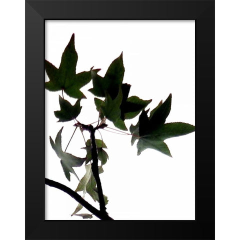 Maple Branch III Black Modern Wood Framed Art Print by Burkhart, Monika