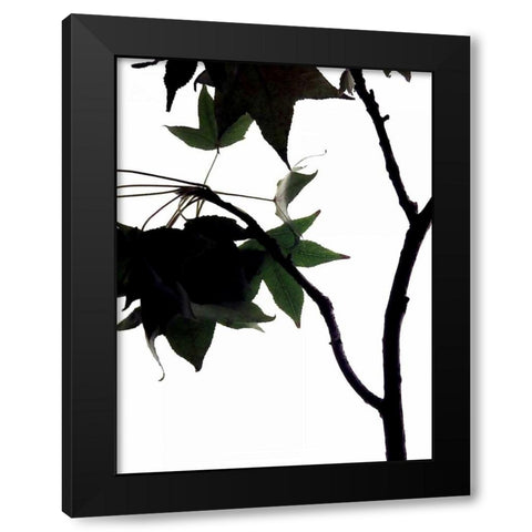 Maple Branch IV Black Modern Wood Framed Art Print by Burkhart, Monika