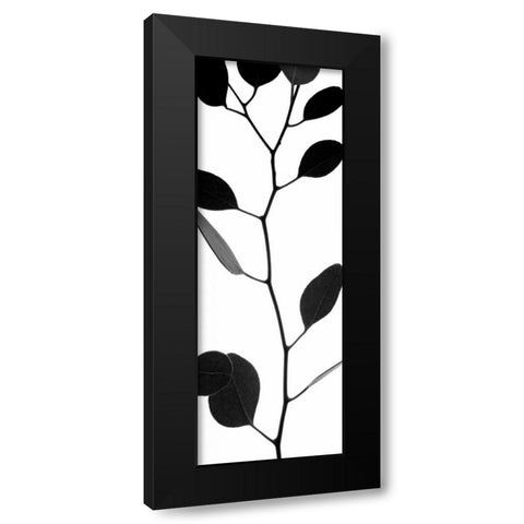 Lunaria Honesty I Black Modern Wood Framed Art Print with Double Matting by Burkhart, Monika