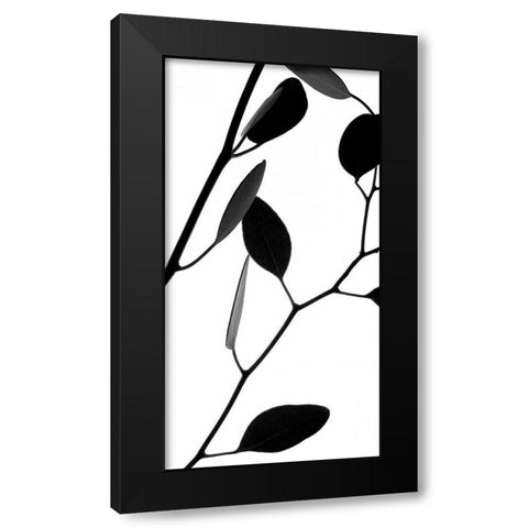Lunaria Honesty II Black Modern Wood Framed Art Print by Burkhart, Monika
