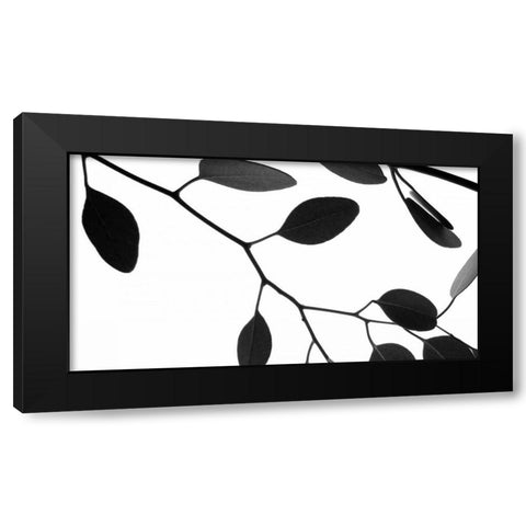 Lunaria Honesty III Black Modern Wood Framed Art Print by Burkhart, Monika
