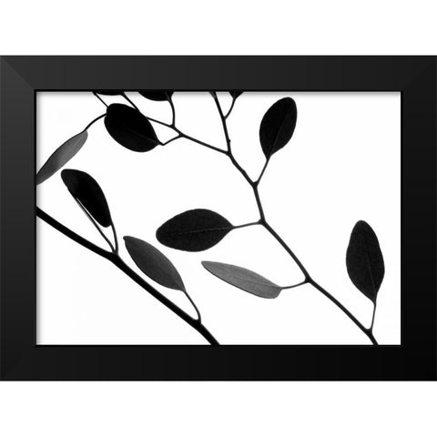 Lunaria Honesty IV Black Modern Wood Framed Art Print by Burkhart, Monika