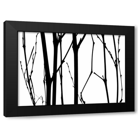 Branch Silhouette VI Black Modern Wood Framed Art Print with Double Matting by Burkhart, Monika