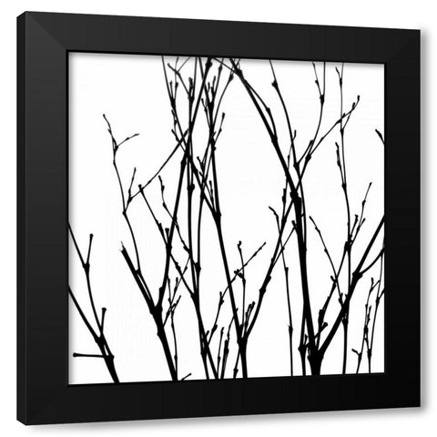 Dancing Branches V Black Modern Wood Framed Art Print with Double Matting by Burkhart, Monika