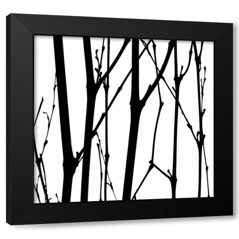 Dancing Branches VI Black Modern Wood Framed Art Print with Double Matting by Burkhart, Monika